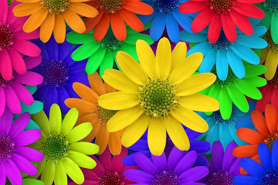 Colourful Flowers, macro, freshness, bright yellow, saturated color Free HD Wallpaper