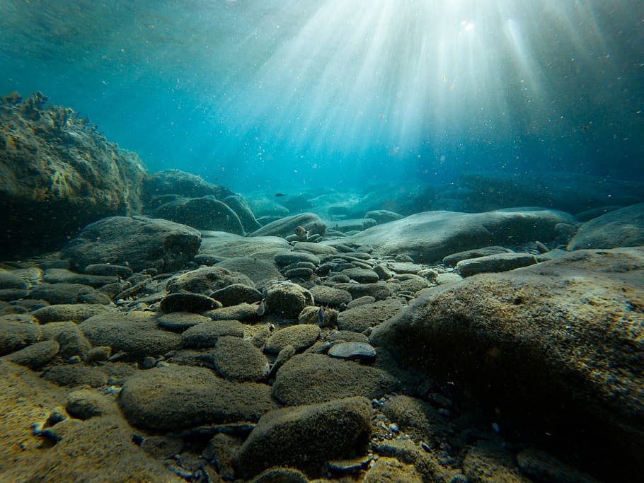 Continental Shelf, sunbeam, solid, invertebrate, sea life