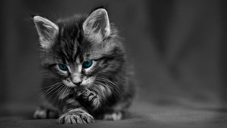 Cute Black Cat Art, baby cat, monochrome, kitty, monochrome photography Free HD Wallpaper