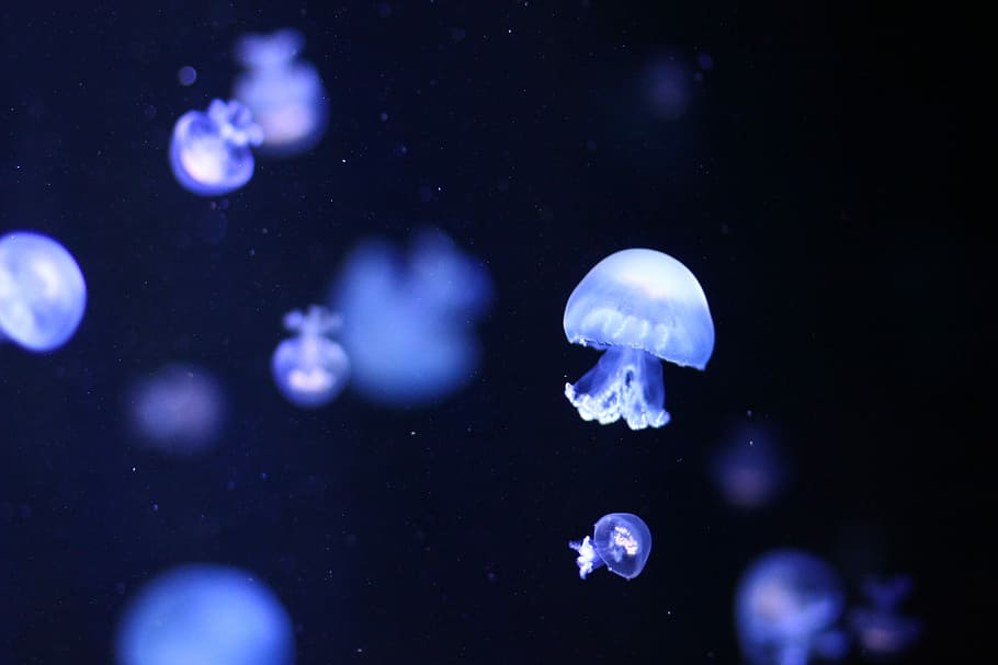 Dark Blue Jellyfish, float, animals in the wild, aquarium, underwater Free HD Wallpaper