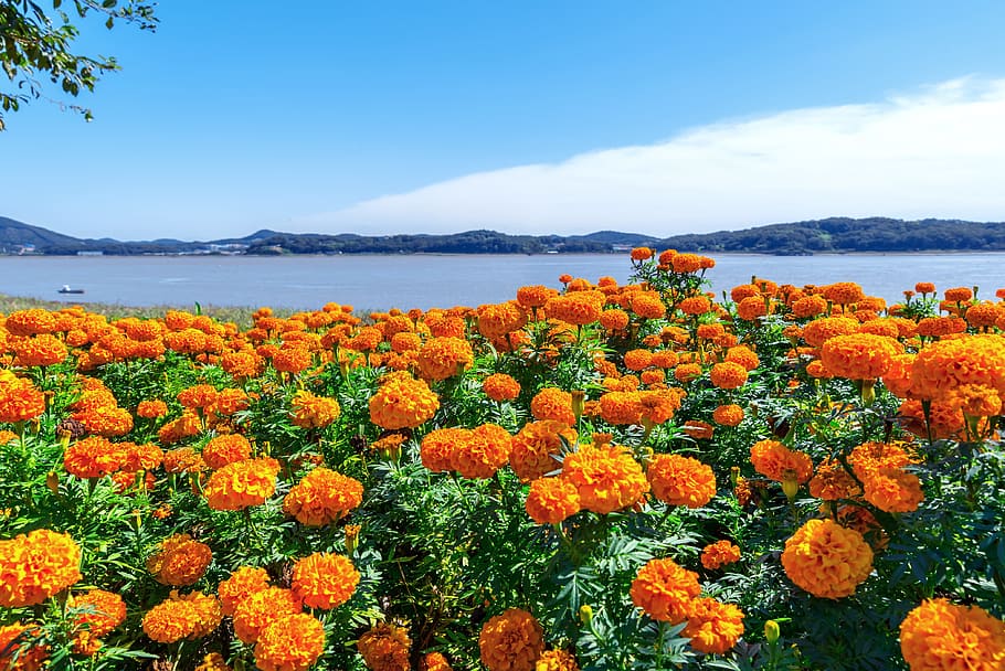 Edible Flowers, blue sky, tidal, park, water Free HD Wallpaper