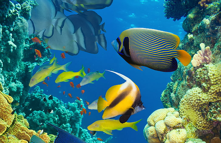 Exotic Ocean Fish, coral reef, animal wildlife, nature, coral Free HD Wallpaper