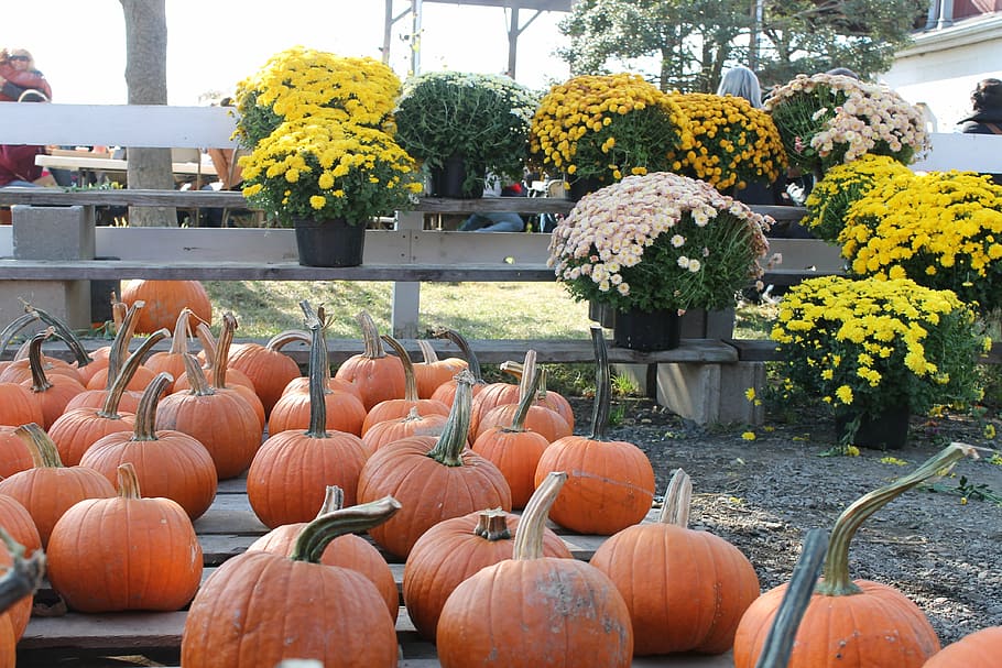 Fall Festival Event, food, growth, mums, flower pot