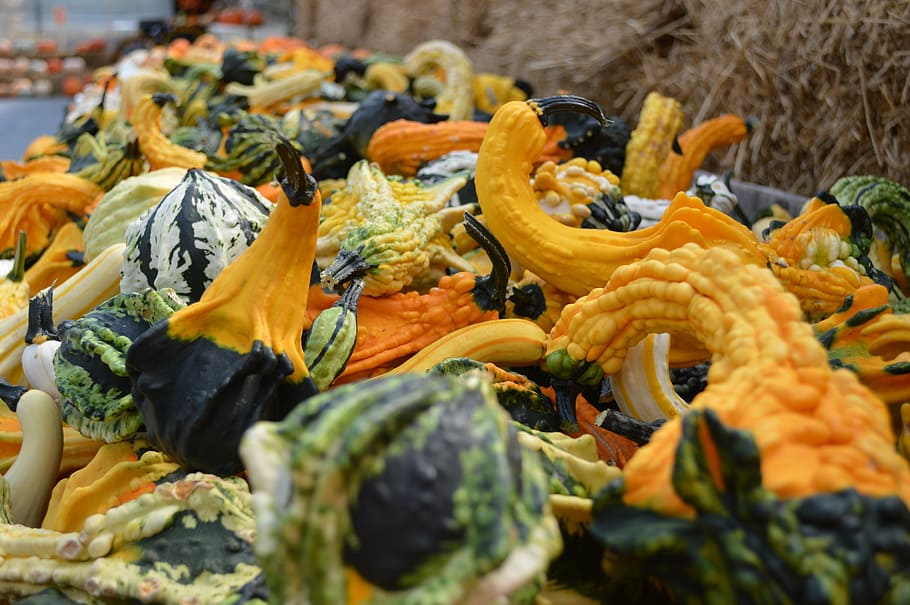 Fall Gourds and Pumpkins, healthy eating, wellbeing, plant, colorful Free HD Wallpaper