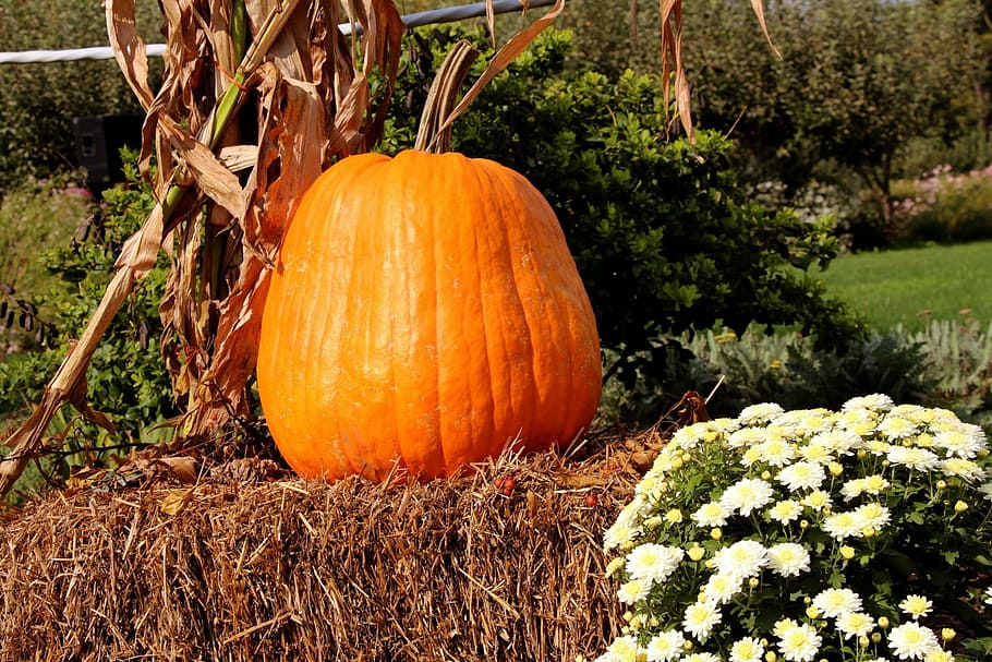 Fall Outdoor Floral Arrangements, outdoors, growth, food, sunlight