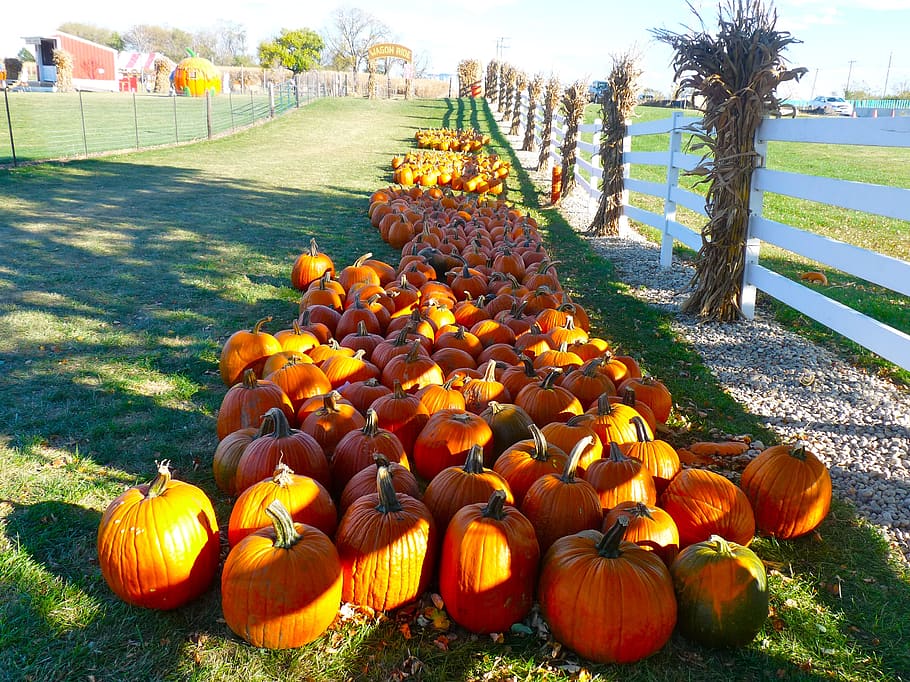 Fall Party, day, wellbeing, jack o lantern, no people Free HD Wallpaper