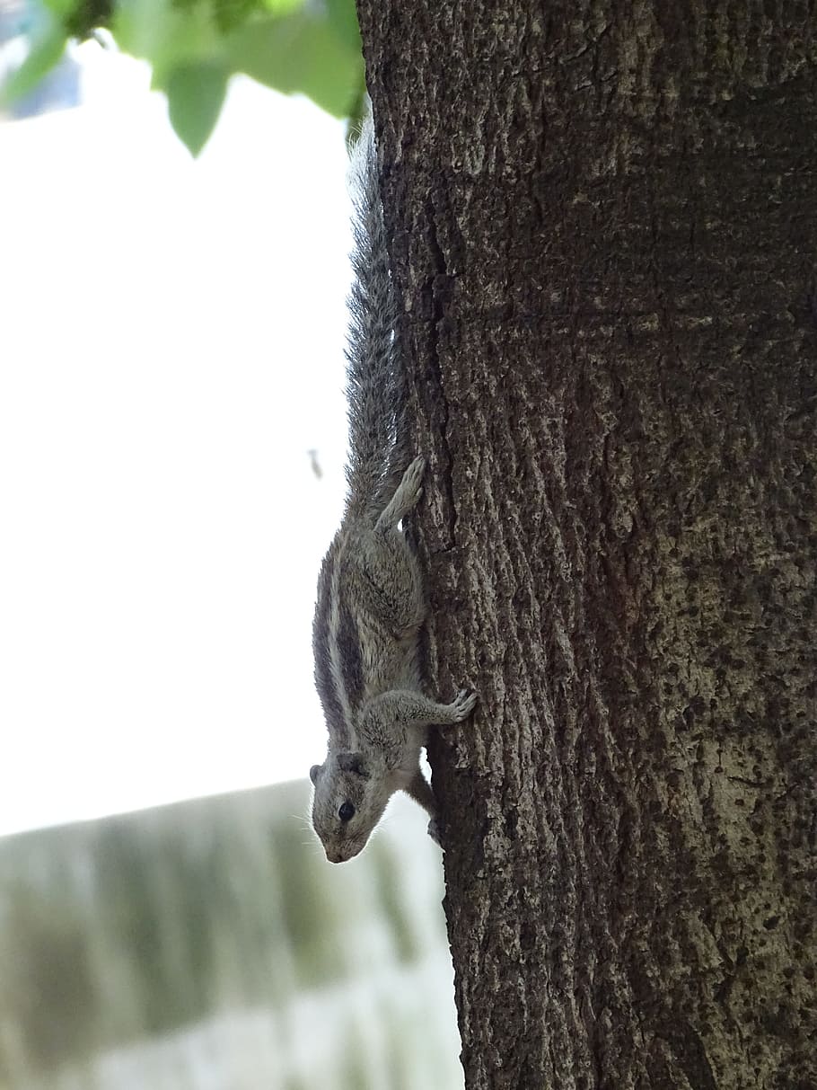 Flying Squirrels Predators, animals in the wild, raccoon, one animal, design