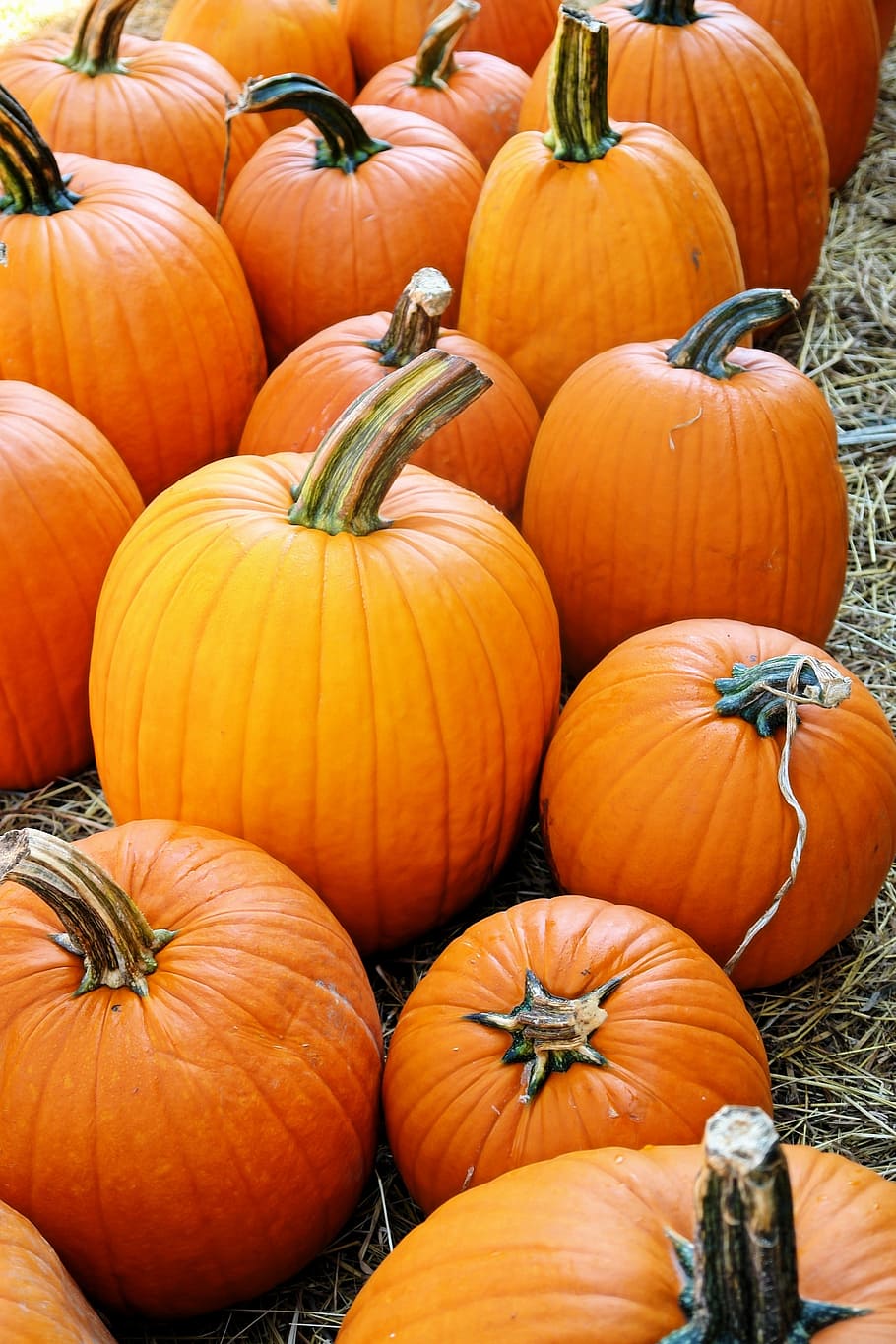 Grow Pumpkins in Pots, food and drink, season, seasonal, nature Free HD Wallpaper