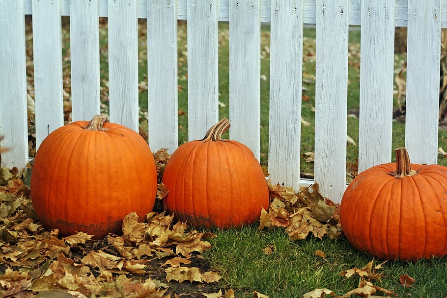 Growing Pumpkins On a Fence, thanksgiving, season, vegetable, november Free HD Wallpaper