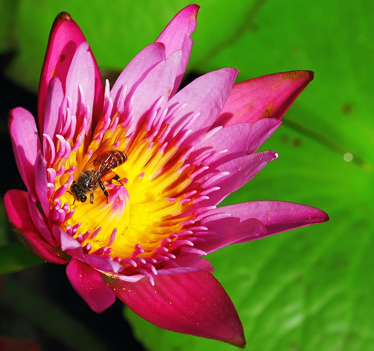 Honey Bee Mandala, nature, chicago, color, day Free HD Wallpaper