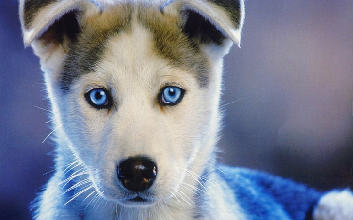 Husky Sibérien, nature, blueeyed, arctic, pets Free HD Wallpaper