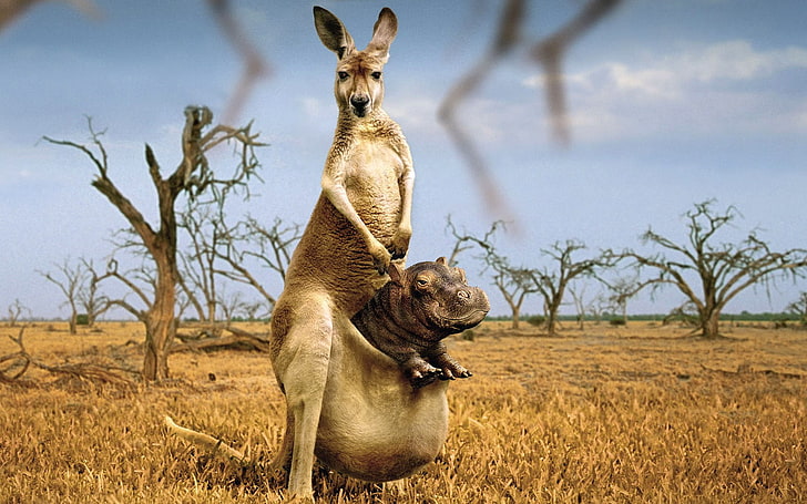 Kangaroo Funny Face, vertebrate, nature, hippopotamus, land