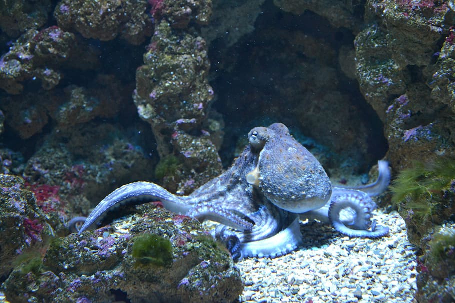 Large Octopus, animal themes, seaside, no people, reef