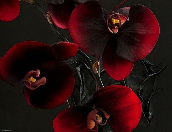 Mobile Phone HD, orchid, beauty, burgundy, black Free HD Wallpaper