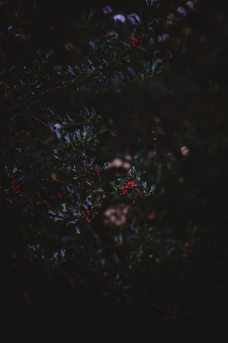 Moon Aesthetic, moody photography, berry, summer, flower