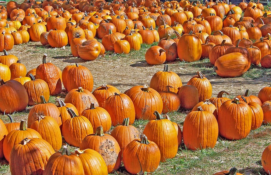 Mums and Pumpkins, scenic, orange color, wellbeing, field Free HD Wallpaper