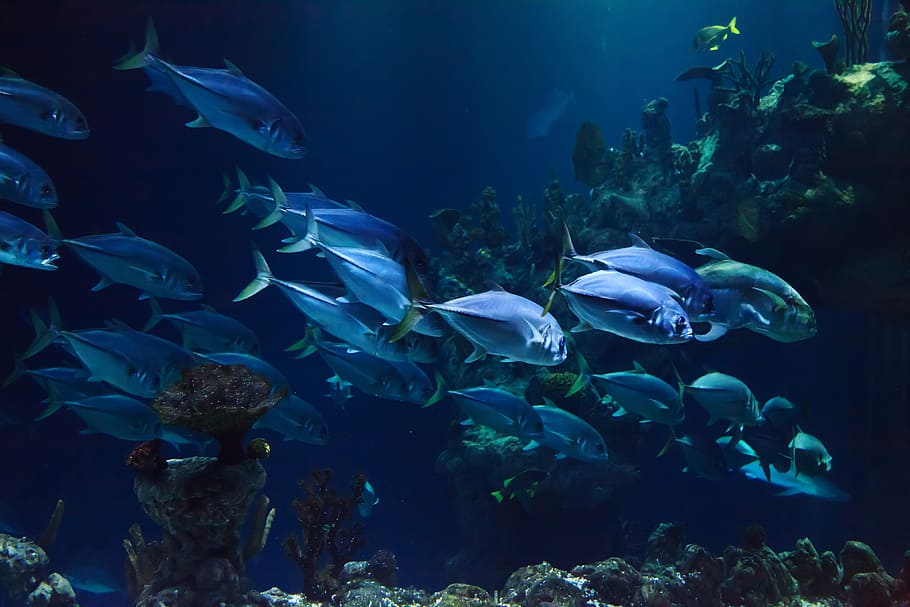 National Geographic Underwater, dark, water, under, dive Free HD Wallpaper