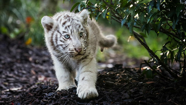 Newborn White Tigers, cats, baby animal, white tiger, cute Free HD Wallpaper