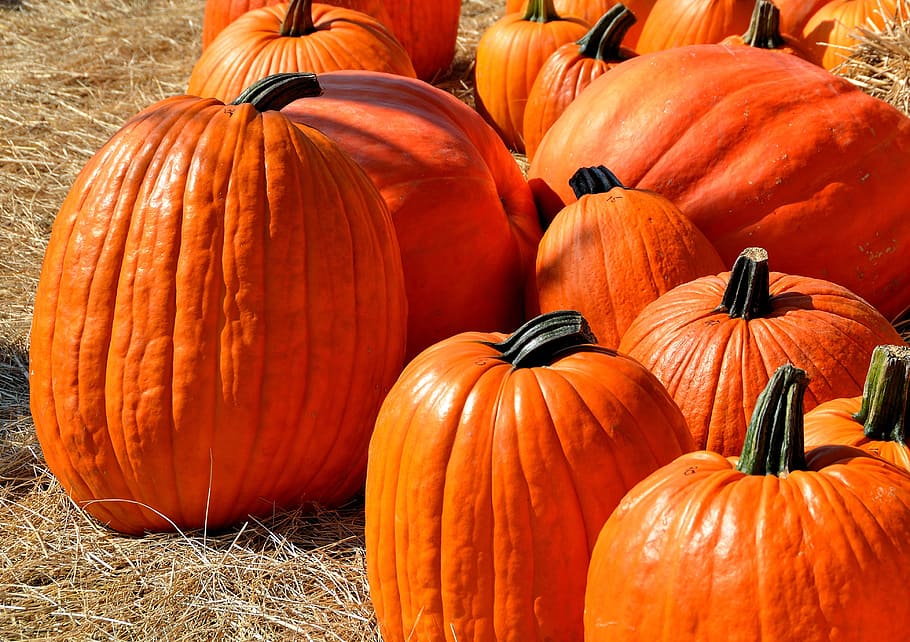 October Pumpkin, horror, food, ghost, spooky Free HD Wallpaper