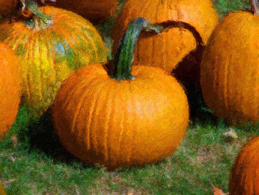 Pumpkin Patch, agriculture, lands, plant stem, fruit