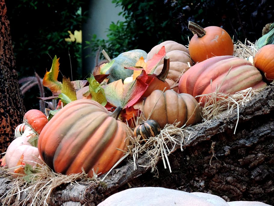 Pumpkin Patch Crafts, harvest, squash, treat, healthy eating Free HD Wallpaper