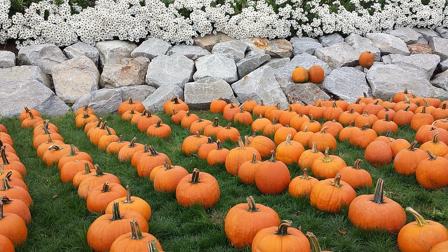 Pumpkin Patch Decorations, patch, no people, land, large group of objects Free HD Wallpaper