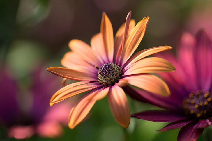 Purple Curtain, osteospermum, burgundy, background, gerbera Free HD Wallpaper