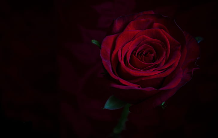 Red White Roses, macro, rose, burgundy