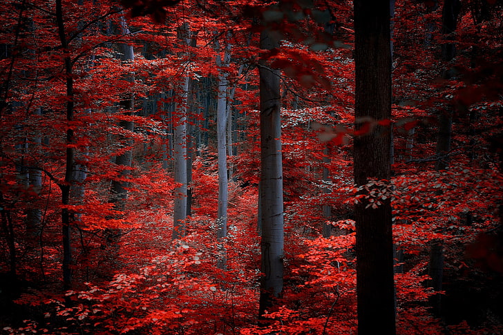 Redwood Forest National Park, land, growth, lush foliage, usa Free HD Wallpaper