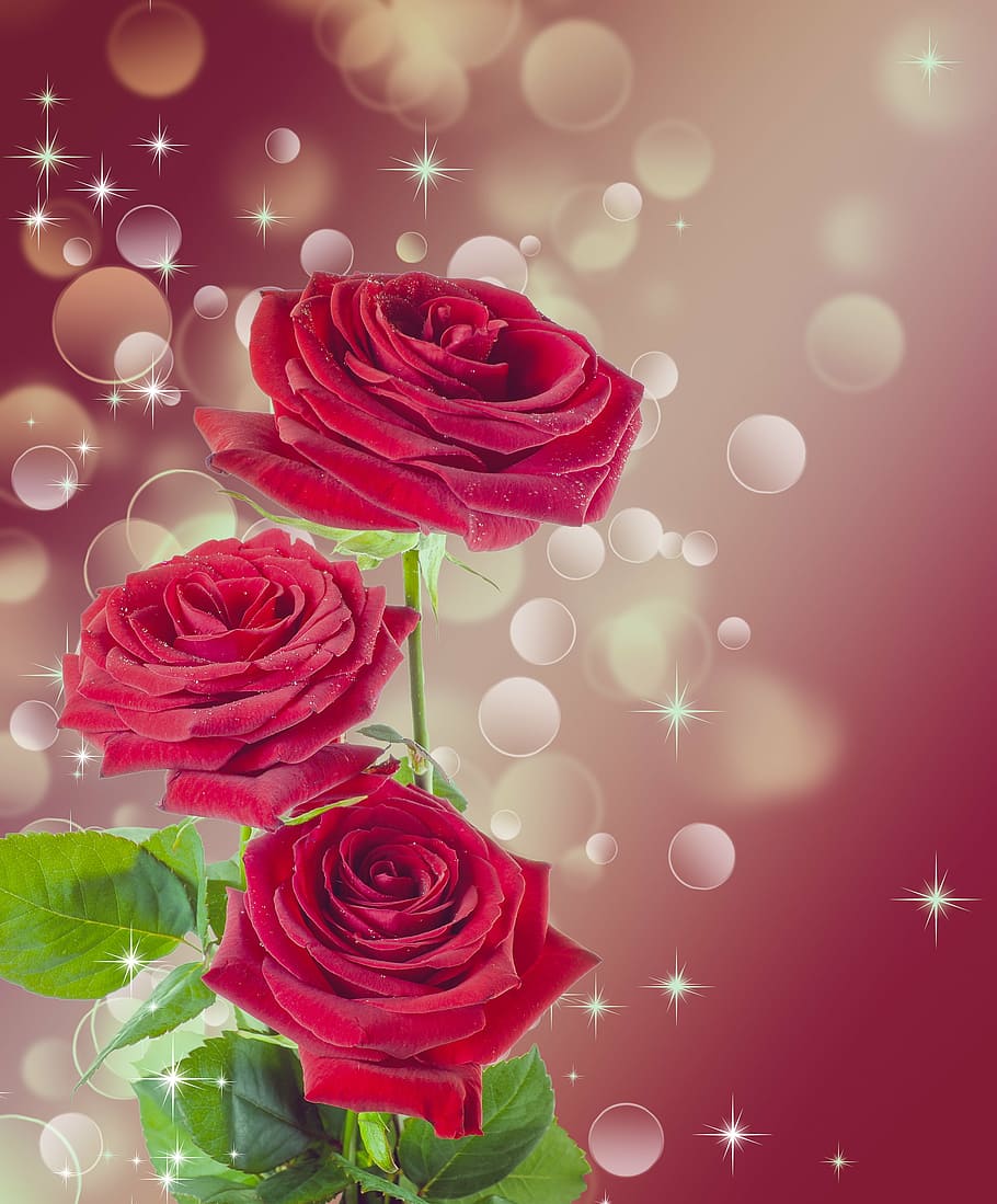 Rose Arrangements, digital composite, flowering plant, fragility, celebration Free HD Wallpaper