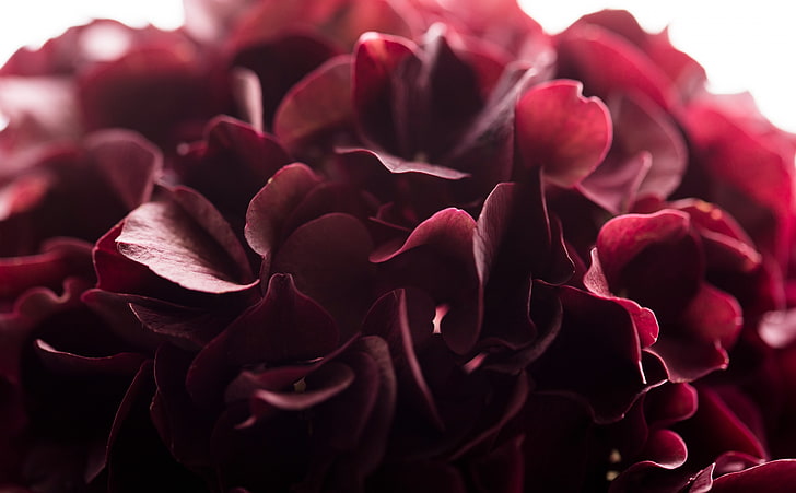 rose  flower, burgundy, fragility, aero Free HD Wallpaper