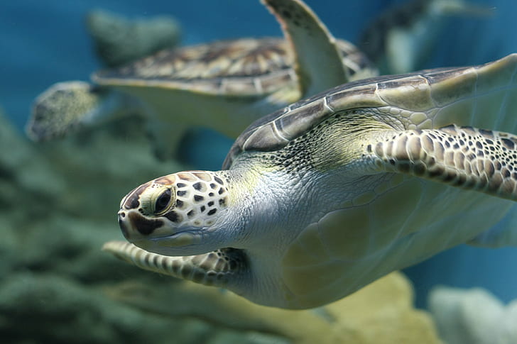 Sea Turtle Landscape, reef, underwater, animal, wildlife