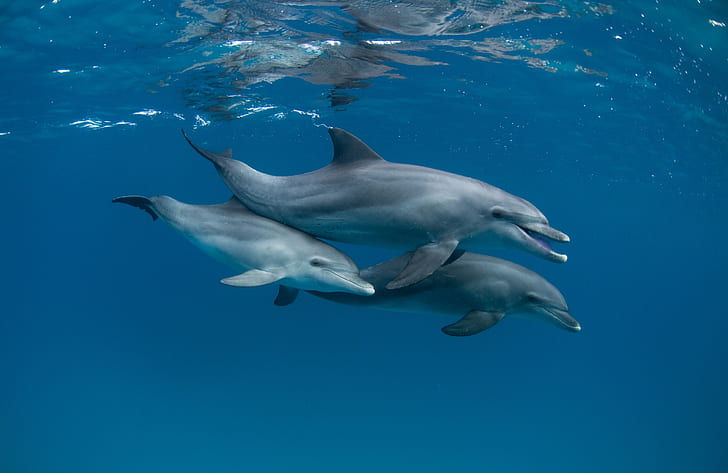 SeaWorld Dolphins, sea, the ocean, dolphins, under water Free HD Wallpaper