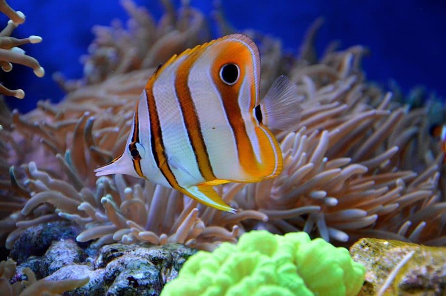 Small Coral Reef Fish, tropical climate, wildlife, anemone, one animal