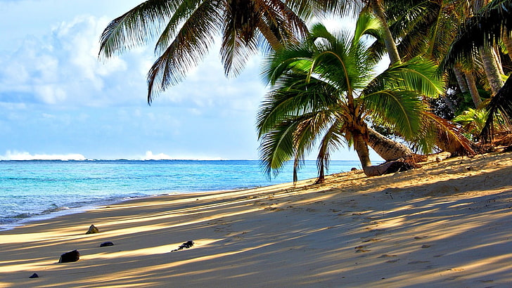 Tropical HD, coast, rarotonga, tree, tropical climate Free HD Wallpaper