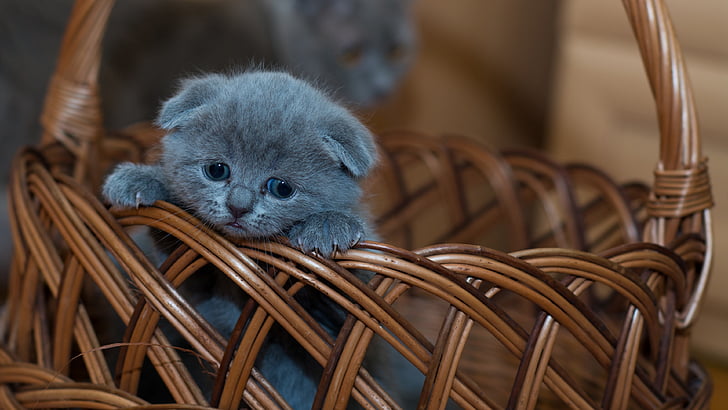 Two Cute Kittens, whiskers, adorable, russian blue, pet Free HD Wallpaper