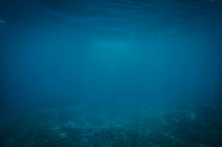 Underwater Dock Lights, invertebrate, day, animal wildlife, animals in the wild