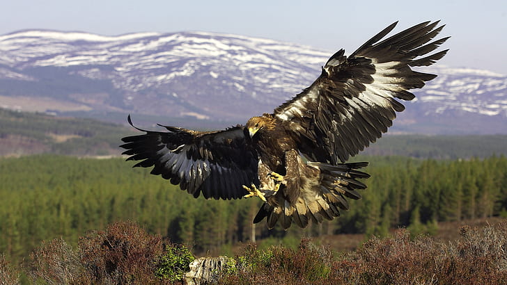 Golden Eagle Habitat, birds, animals, eagle, art Free HD Wallpaper