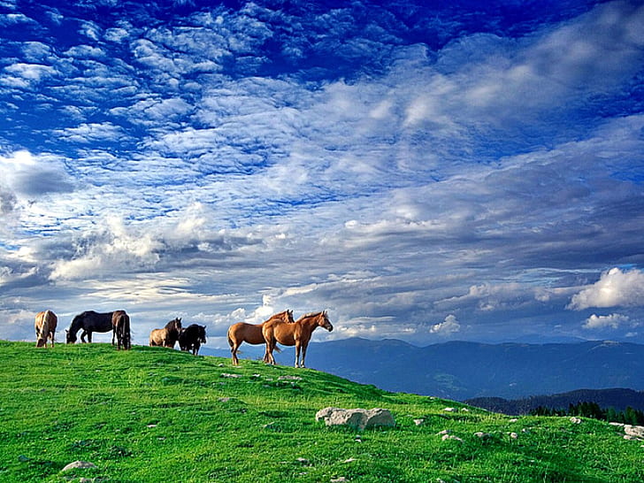 horses, nature, beautiful, clouds Free HD Wallpaper