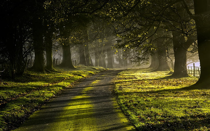 Spring Tree Landscape, lane, rural scene, landscaped, autumn Free HD Wallpaper