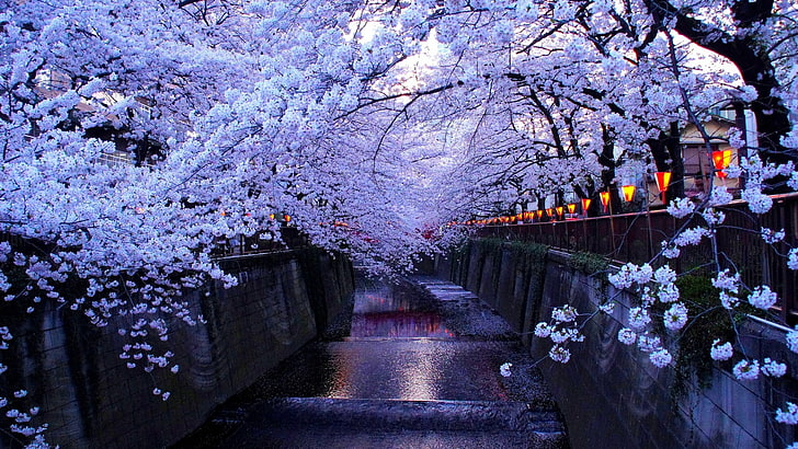 Anime Cherry Blossom Rain, flower, branch, water, river