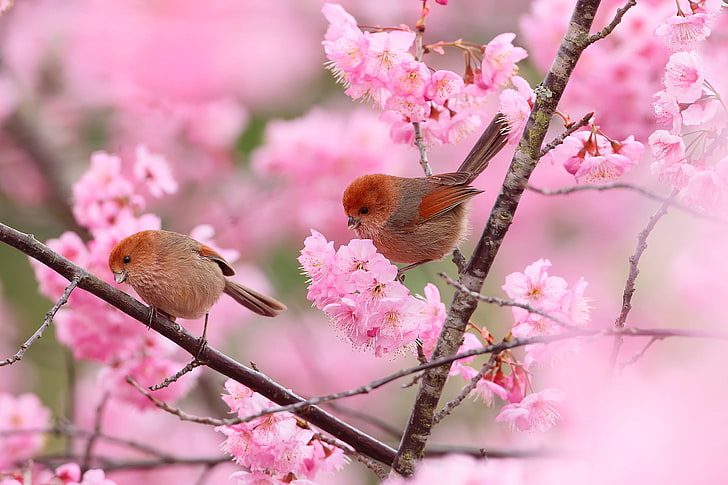 Birds On Flowers, beauty in nature, small, flowering plant, flower head Free HD Wallpaper