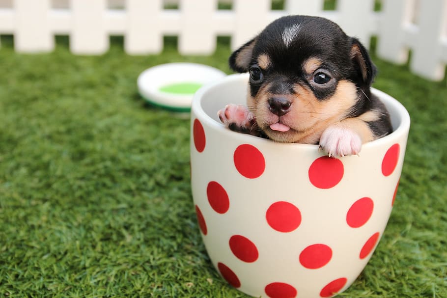 Black Teacup Chihuahua, dog, one animal, young animal, chihuahua Free HD Wallpaper