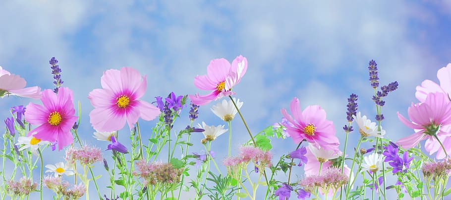 Bouquet of Spring Flowers, beauty in nature, meadow, green, white