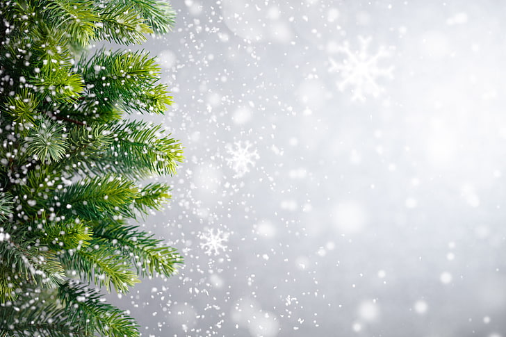 Christmas Tree Wonderland, fir tree, frost, ornate, december Free HD Wallpaper