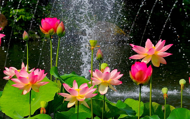 Colorful Lotus Flower, leaves, flowers,, beautiful, pond Free HD Wallpaper