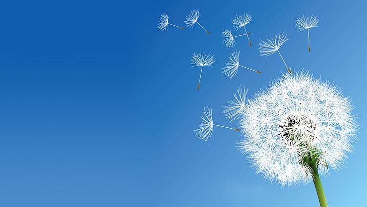 Dandelion Nature, beauty in nature, snowflake, white color, dandelion seed Free HD Wallpaper