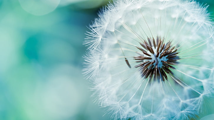 Dandelion Seed Head, blossom, weed, blowing, fluffy Free HD Wallpaper