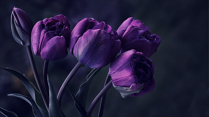 Dark Purple Orchids, flora, tulips,, spring, beautyful, Free HD Wallpaper