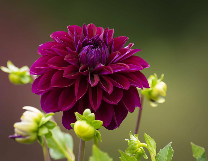 Green Dahlia Flowers, longwood  gardens, nature, botany, bokeh Free HD Wallpaper